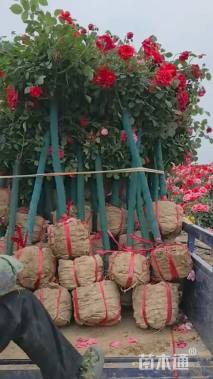 高度150厘米月季