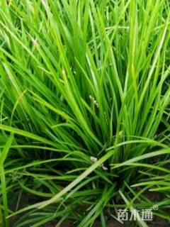 高度22厘米麦冬