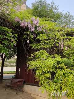 150厘米紫藤