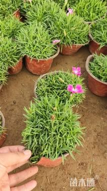 高度40厘米欧石竹