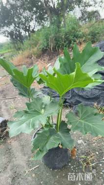 高度40厘米春羽