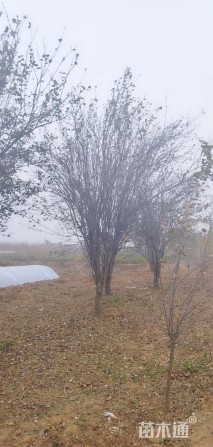 23公分西府海棠