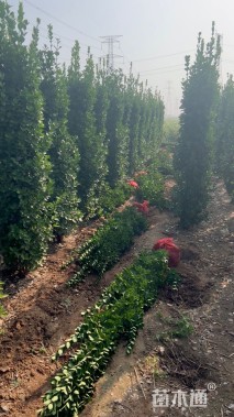 高度200厘米北海道黄杨柱