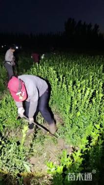 高度40厘米冬青卫矛