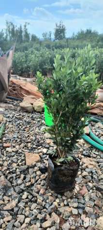 高度30厘米瓜子黄杨