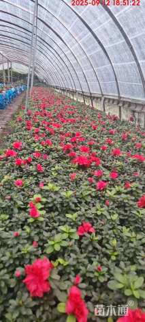 高度20厘米西洋杜鹃