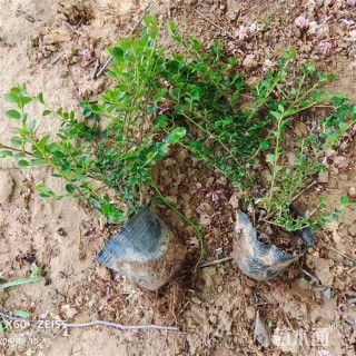 高度40厘米平枝栒子