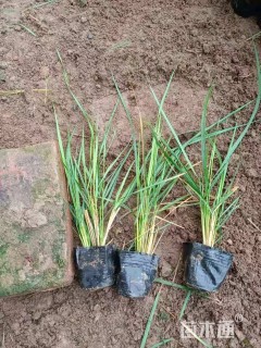 高度25厘米拂子茅