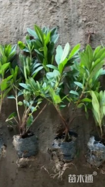 高度25厘米毛鹃