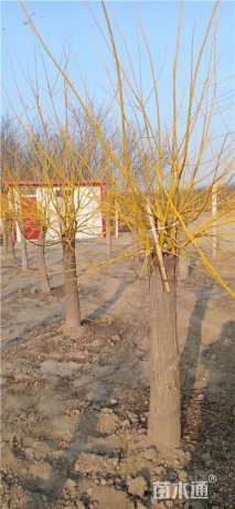 12公分矮杆金枝槐