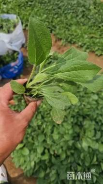 高度30厘米黑心菊