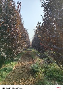 高度500厘米丛生紫叶李