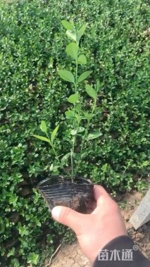 20厘米小叶扶芳藤