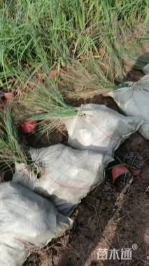 高度40厘米灯心草