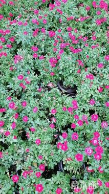 高度30厘米欧洲月季