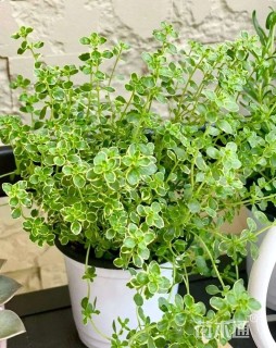 高度20厘米百里香