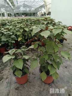 高度15厘米紫苏