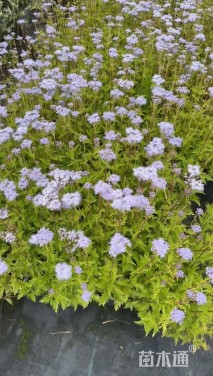高度30厘米蓝雾草