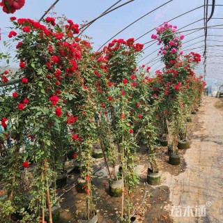 高度150厘米木香