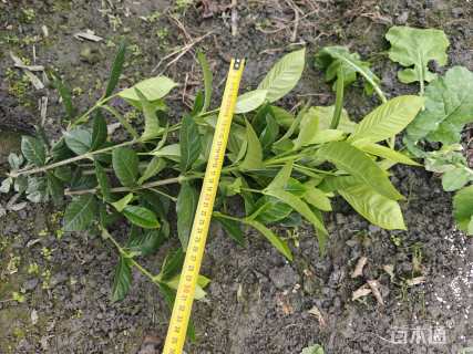 高度30厘米栀子花