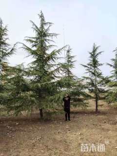 高度700厘米雪松