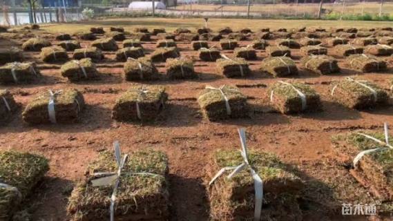 草块状中华结缕草