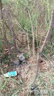 高度1.50厘米柽柳