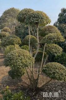 12公分造型小叶女贞