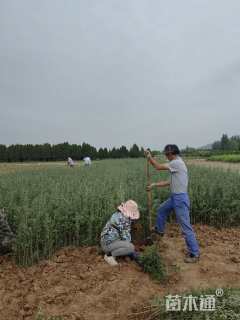 高度45.厘米沙棘