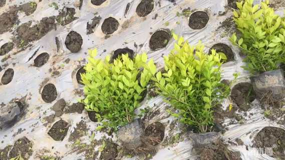 高度30厘米金叶女贞