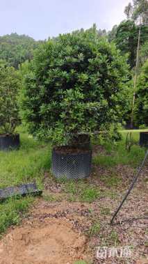 冠幅250厘米杨梅球