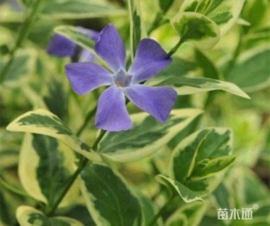 高度10厘米花叶蔓长春