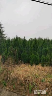 高度300厘米塔柏