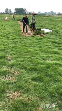 草卷状马尼拉草