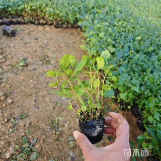高度17厘米柳叶马鞭草