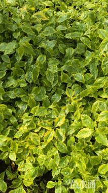 高度25厘米花叶连翘