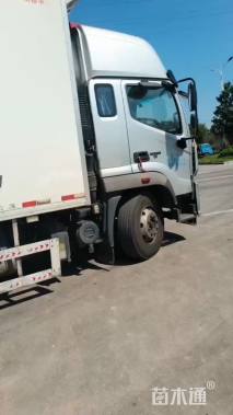 高度20厘米紫花玉簪