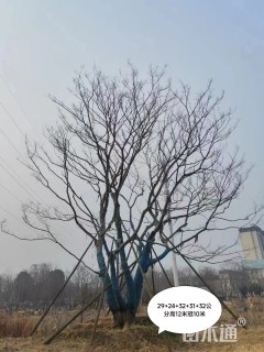 80公分丛生朴树