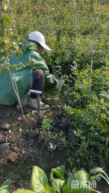 高度30厘米云南黄馨