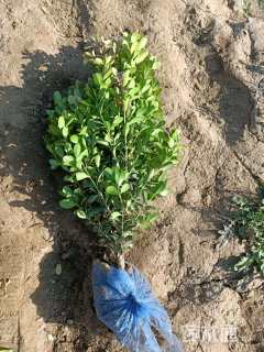 高度40厘米瓜子黄杨