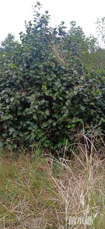 高度200厘米茶花