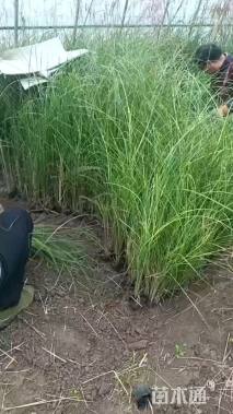 玲珑芒    基地直销