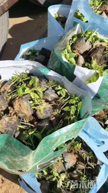 高度20厘米芙蓉葵