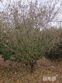 高度250厘米中华木绣球