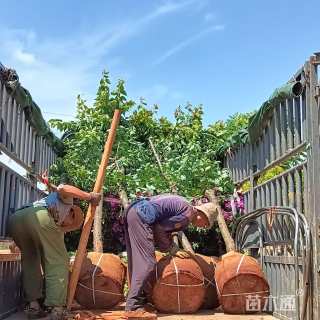 10公分云南樱花