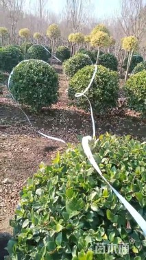 冠幅100厘米金森女贞球