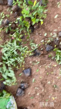 高度25厘米绣线菊