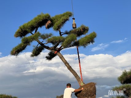 10公分造型松
