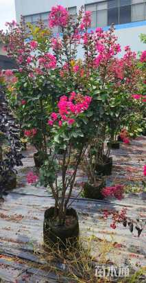 高度120厘米天鹅绒紫薇