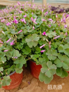 高度20厘米红花酢浆草